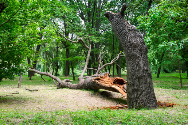 How Our Tree Care Process Works  in  Folsom, NJ