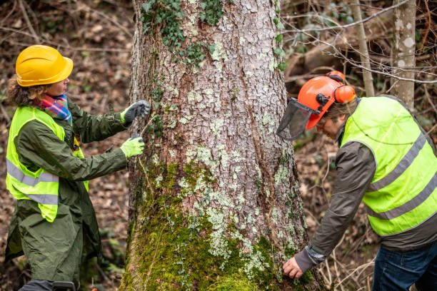 Best Storm Damage Tree Cleanup  in Folsom, NJ