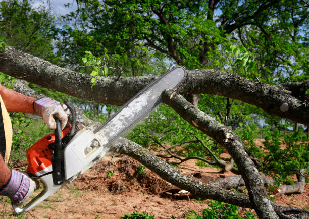 Tree and Shrub Care in Folsom, NJ